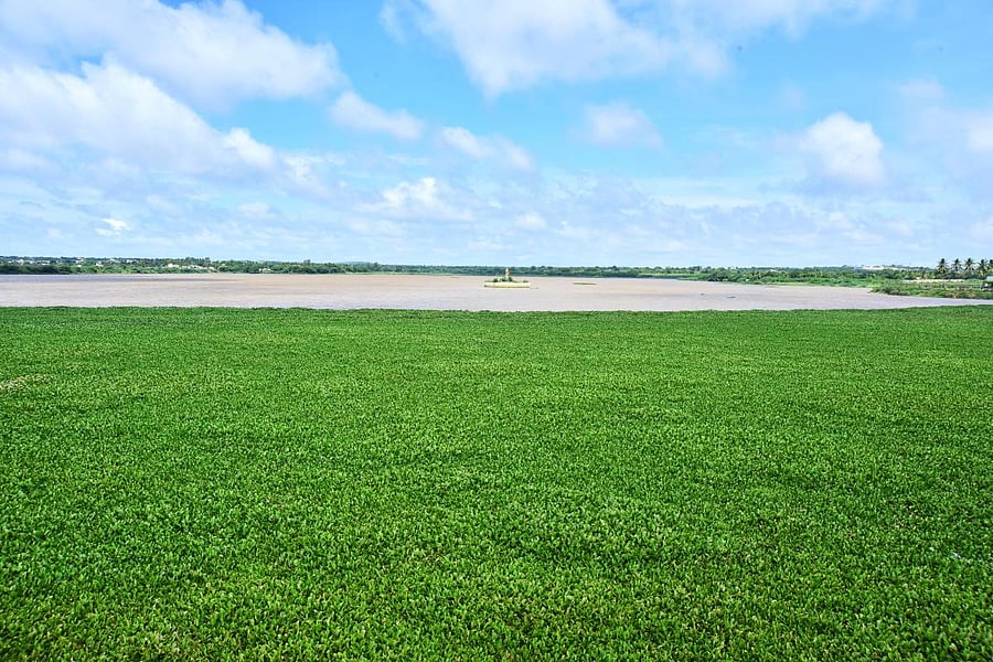 Unkal lake infested with water hyacinth, an invasive weed.Photo by Tajuddin Azad.
