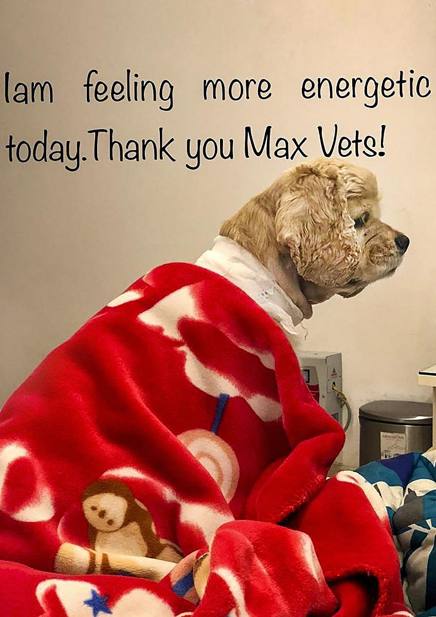In this undated photo, a cocker spaniel which has undergone a pacemaker implant surgery, claimed to be the first in India, at a private veterinary hospital in Delhi. (PTI Photo)