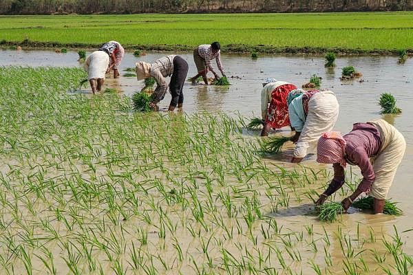 Farmers plant paddy saplings in a field, in Birbhum district, Wednesday, Feb. 5, 2020. (PTI Photo)