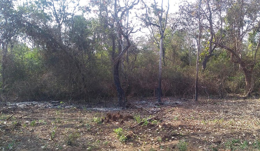 The allegedly ignorant act of forest department personnel has resulted in the destruction of trees in Anechowkuru wildlife zone near Gonikoppa. The trees on the roadside have been allegedly set to fire, by the department staff.