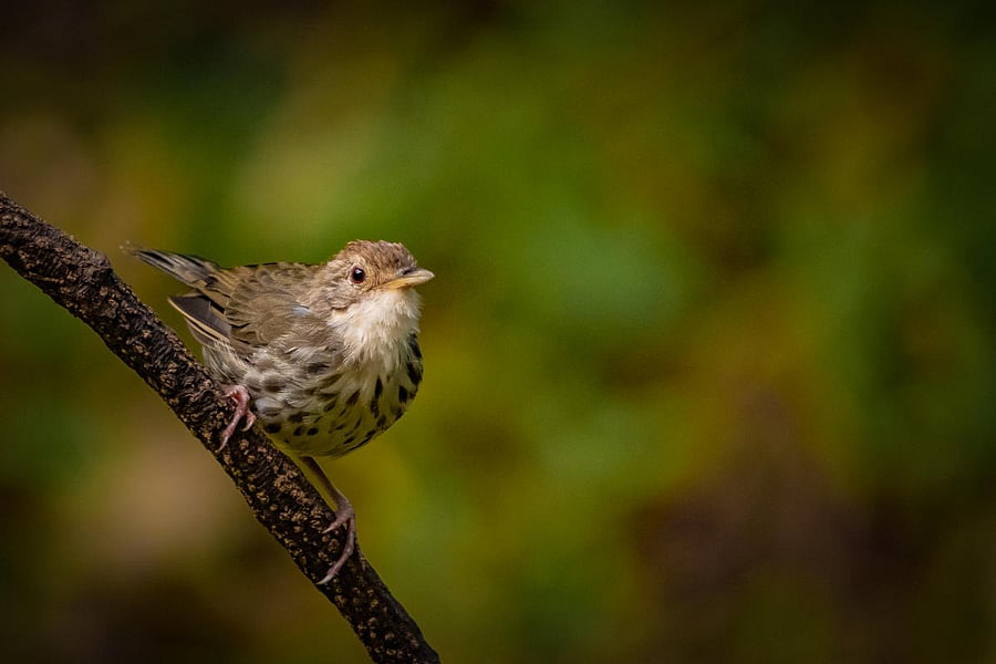 Representative image. (DH Photo)