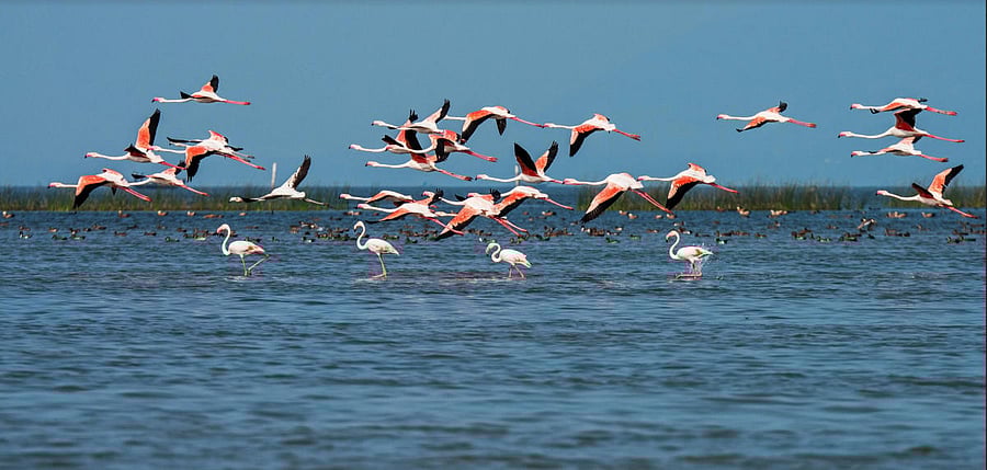 Chilika lake. (DH Photo)