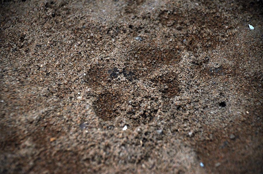 The pug mark of a leopard at Kotepura. 