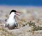 Winged wonder The Arctic tern at Sand Island in Northeast Greenland. Tiny transmitters and small geolocators make it possible to track species of birds on their, sometimes extensive, travels around the globe. NYT