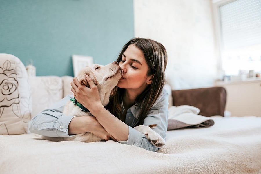 Indie dogs also qualify for insurance.