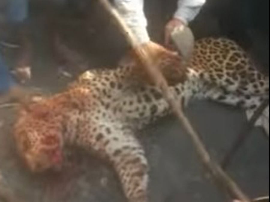 The villagers did not stop the atrocity at that and went on to retrieve the carcass from the river and burnt it, a forest official said. File Photo.