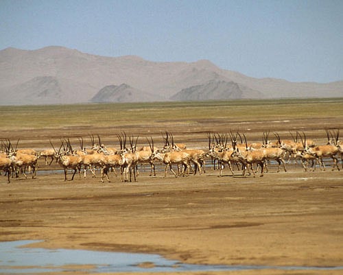 Chiru Tibetan Antelope. Photo Courtesy:worldwildlife.org/Ronald Petocz