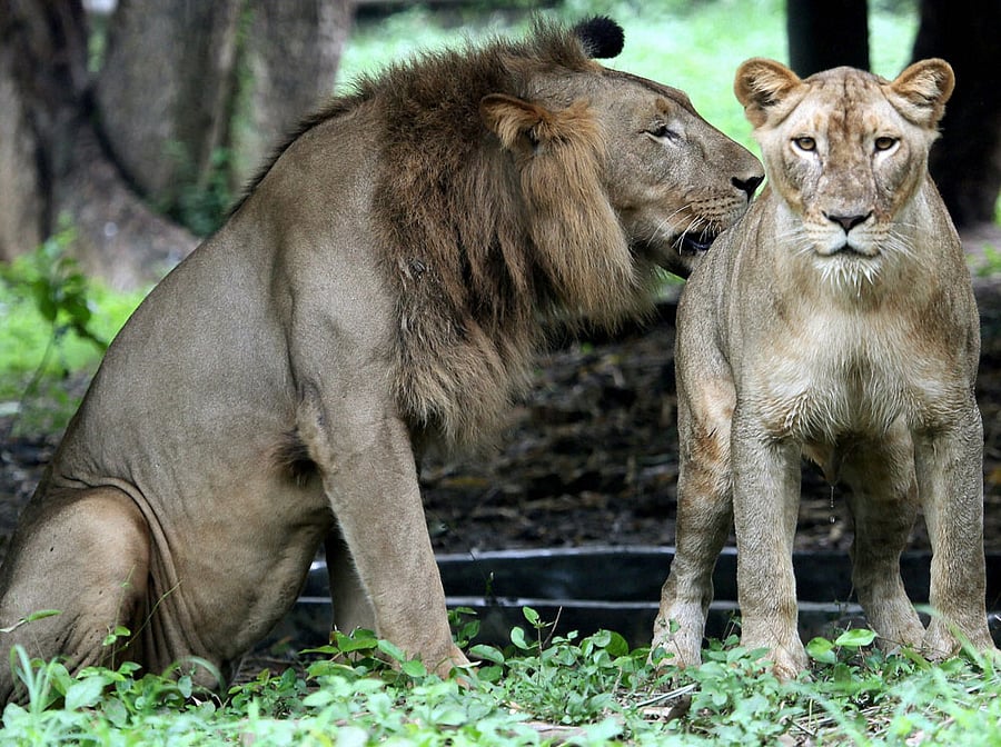 Dare ya, double dare ya, to tickle a lion's belly. Or touch his menacing claws. A zoo in Chile gives thrill seekers a chance to do just that, albeit while comfy and snug in the safety of a cage mounted on a safari truck. PTI file photo for representational purpose