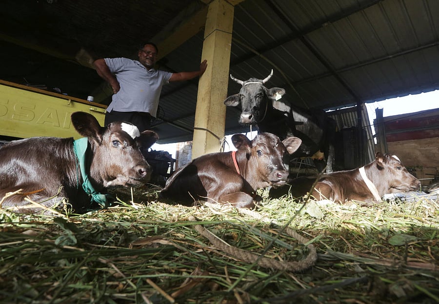 Authorities have initiated a 'cow tourism' project to promote and popularise bovine rearing in the state.