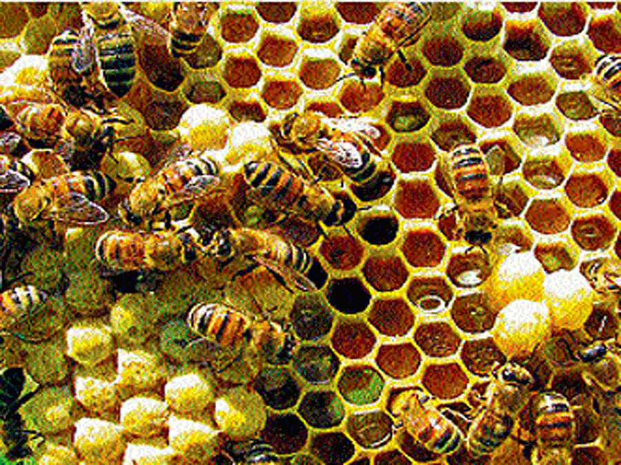 Bees / DH File Photo for representation purpose only