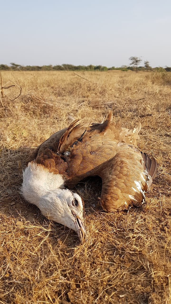 Photo courtesy Forest Department 