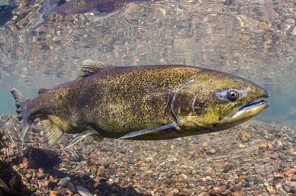 Chinook salmon. (DH File Photo)
