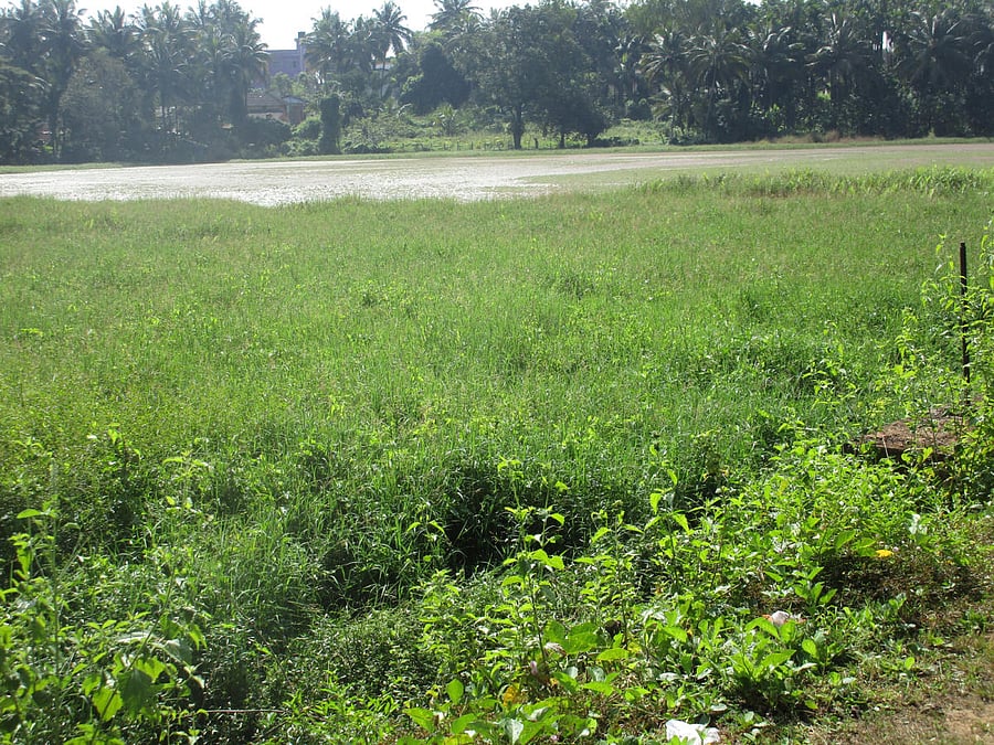 The silt-laden Veerammaji Kere in N R Pura.