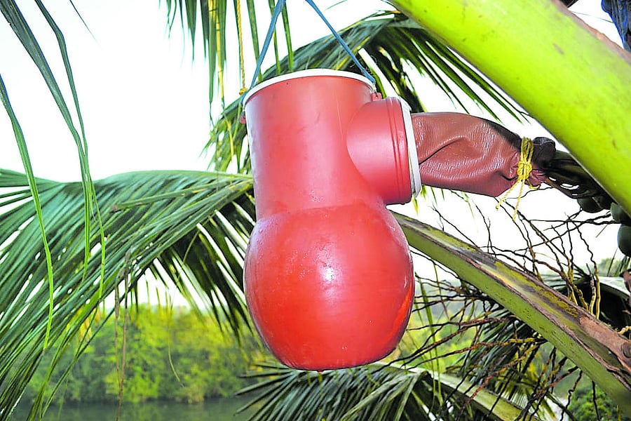 The hygienic box for collecting Neera from the inflorescence of coconut trees.