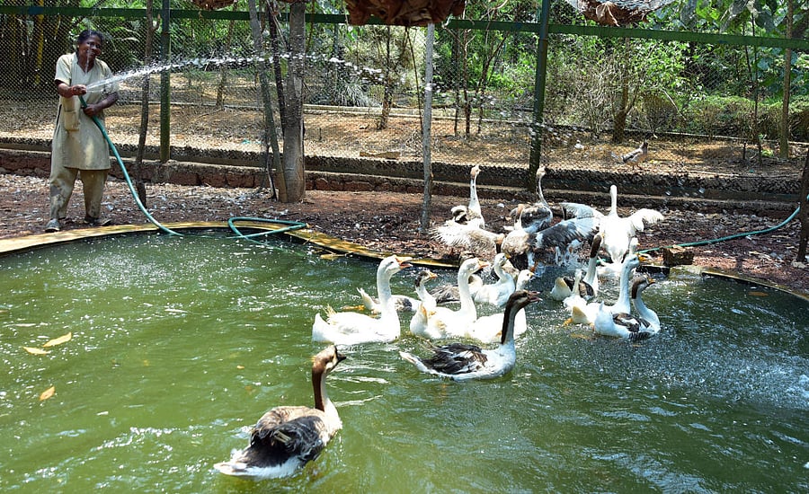 Birds at Pilikula Biological Park in Mangaluru.