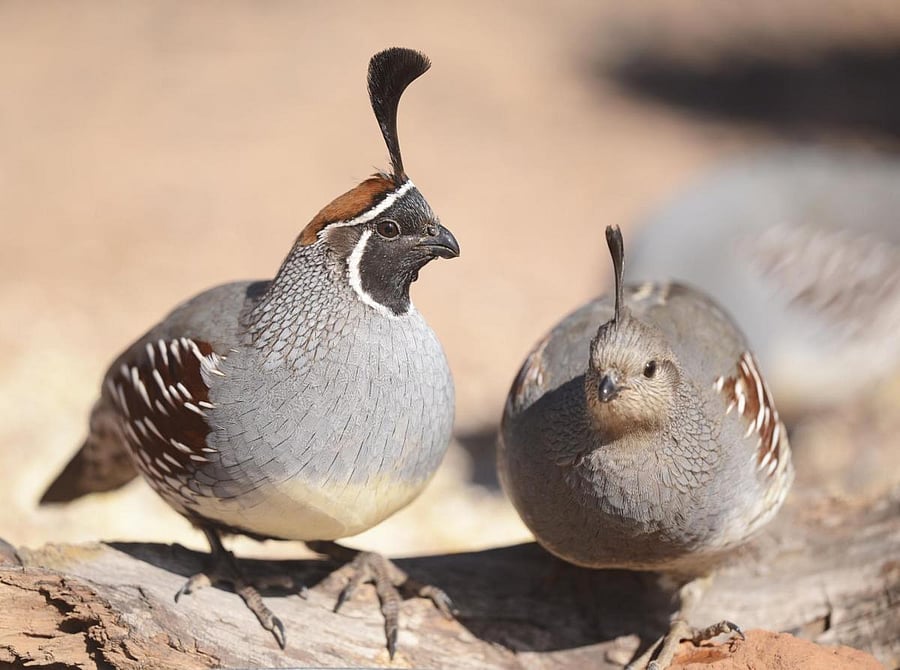 Representative image. (DH Photo)