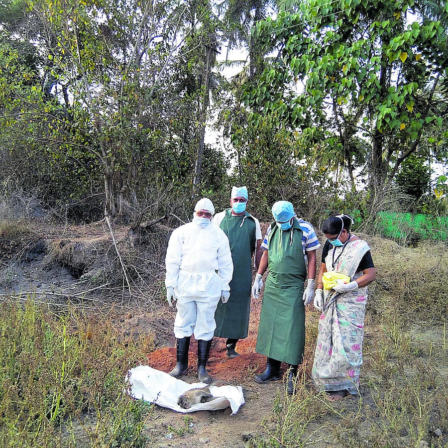 Monkey dies of KFD