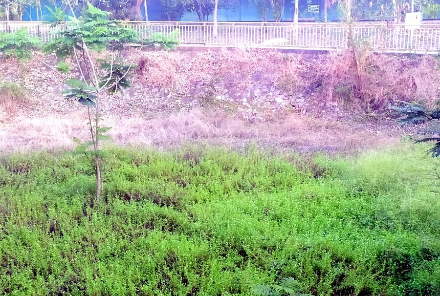 Gangana Palla, covered with shrubs and weeds, has gone dry.