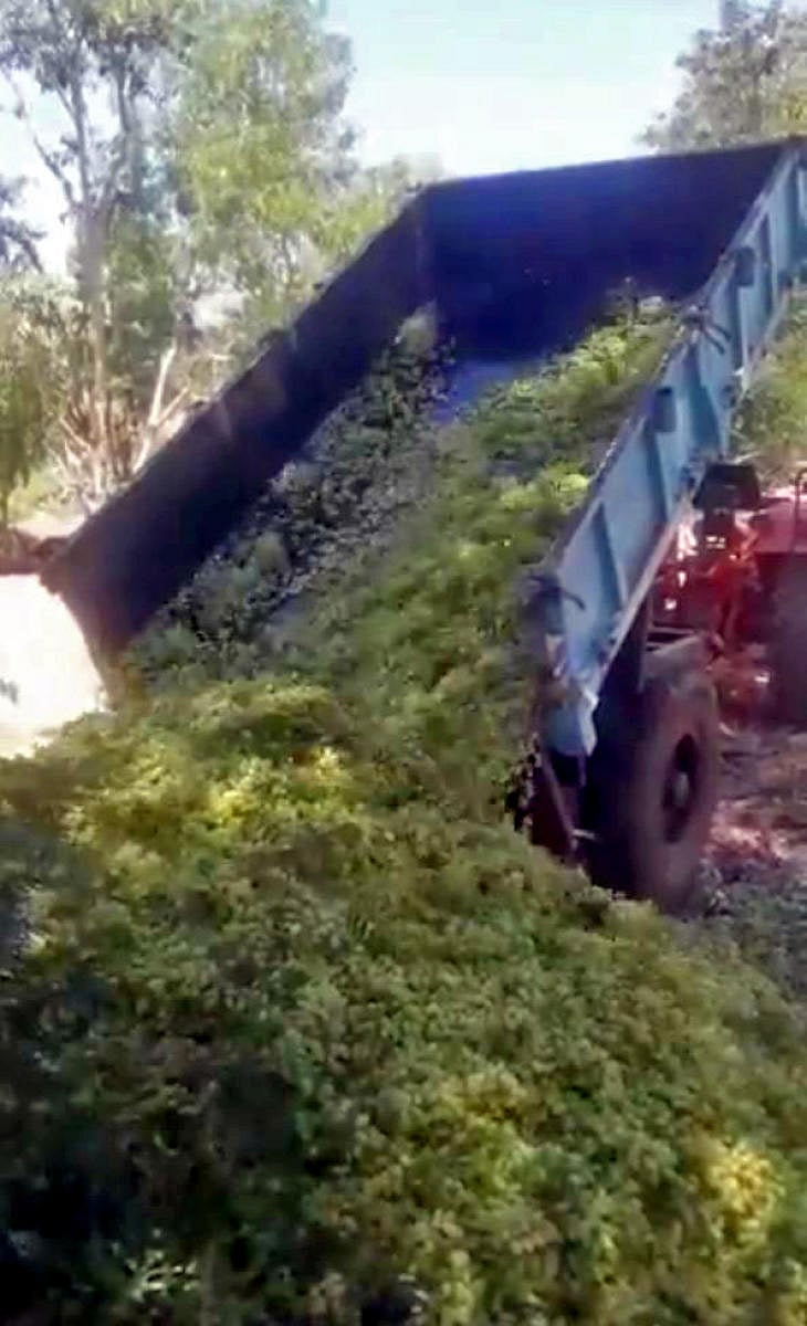 A truckload of grapes being dumped into a compost pit in Chikkaballapur.