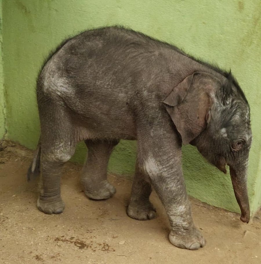 Saraswathi, the baby calf, rescued by the Bannerghatta Biological Park staff, after it got separated from a herd of elephants on Raagihalli Main Road, died on Friday morning. DH Photo