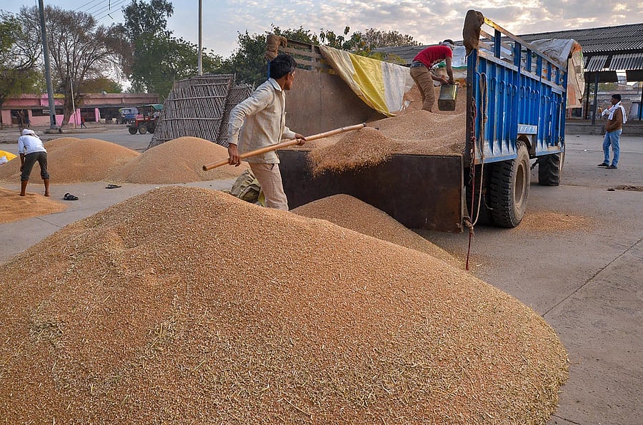 Farmers pile up wheat grains at a grain market (Anaj Mandi) during its harvest season, amid the complete lockdown imposed to contain the coronavirus pandemic, in Mathura, Wednesday, April 1, 2020. (PTI Photo)