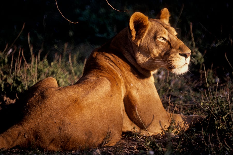 Representative image. (iStock photo)