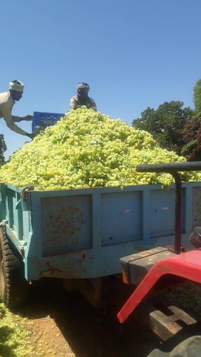 Tonnes of grapes were dumped during lockdown for lack of transport facilities.