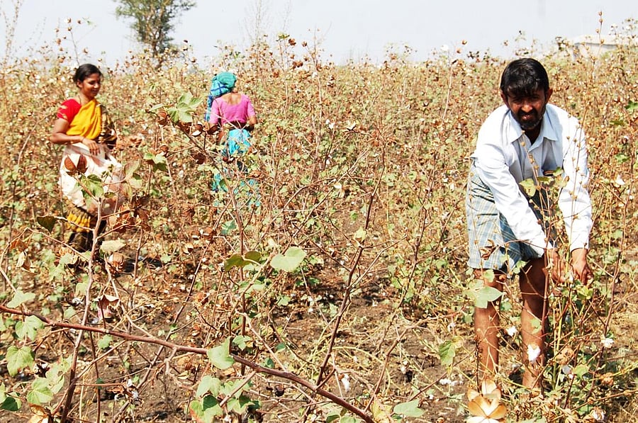 Non-availability of labourers due to lockdown has forced the family members of a farmer from Kusugal in Hubballi taluk to harvest at least a portion of cotton grown on his 8-acre farm. DH PHOTO