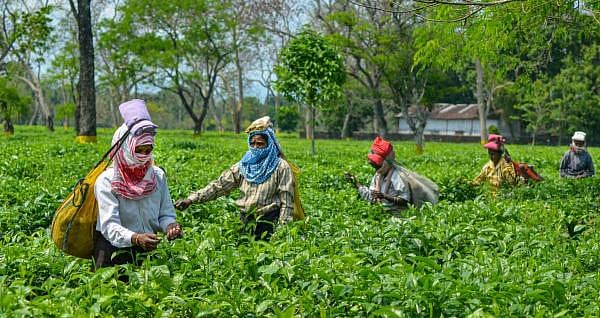 Women belonging to the tea-tribe community work at a garden during the nationwide lockdown to curb the spread of coronavirus, in Dibrugarh, Saturday, April 11, 2020. District authorities have permitted operation of tea gardens with strict adherence to the various COVID-19 precautionary measures. (PTI Photo)