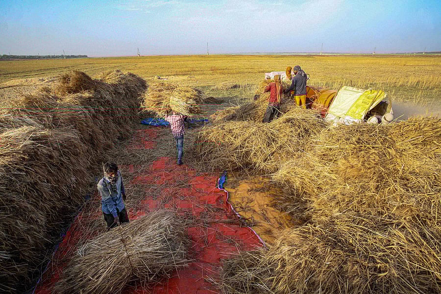 Farmers harvest the wheat crop at a field in Prayagraj. (Credit: PTI)