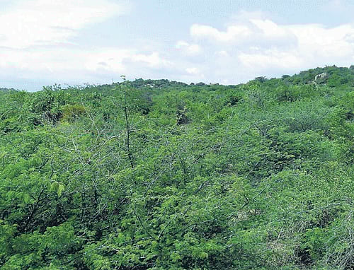 'Zoo-cum-safari imperils wildlife in Bellary'