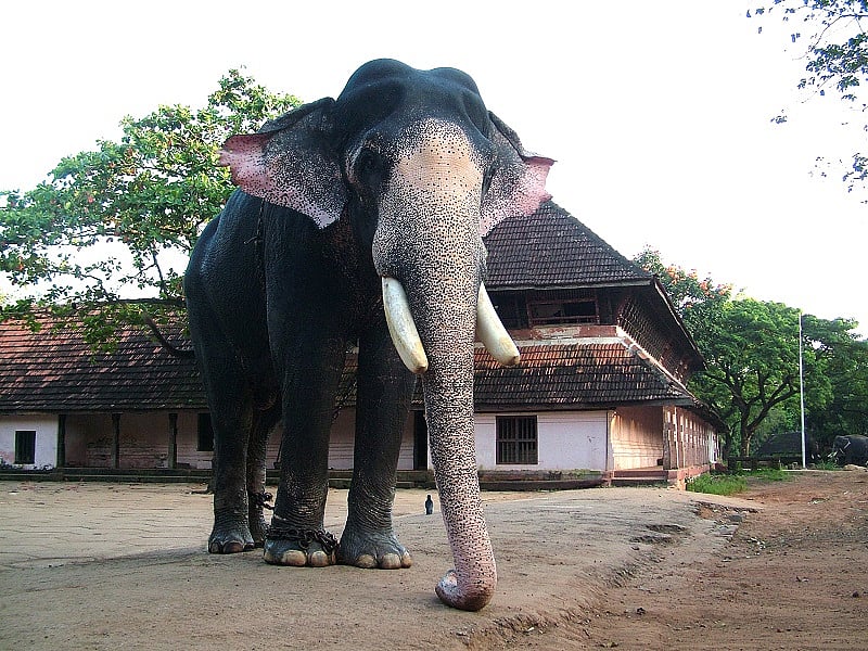 Guruvayur Padmanabhan (DH Photo)