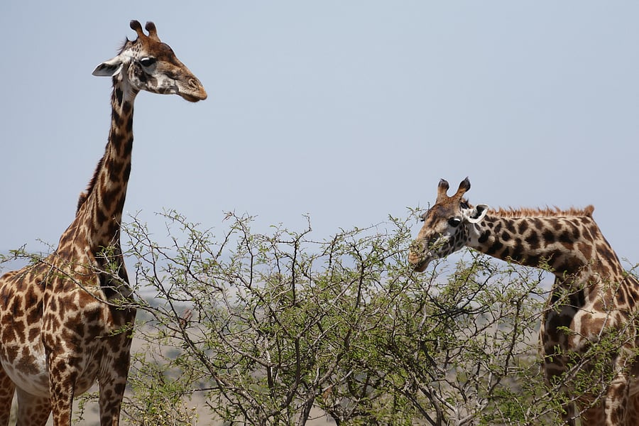 Tourists are allowed to touch the majestic giraffes found on the Nairobi safari trail.