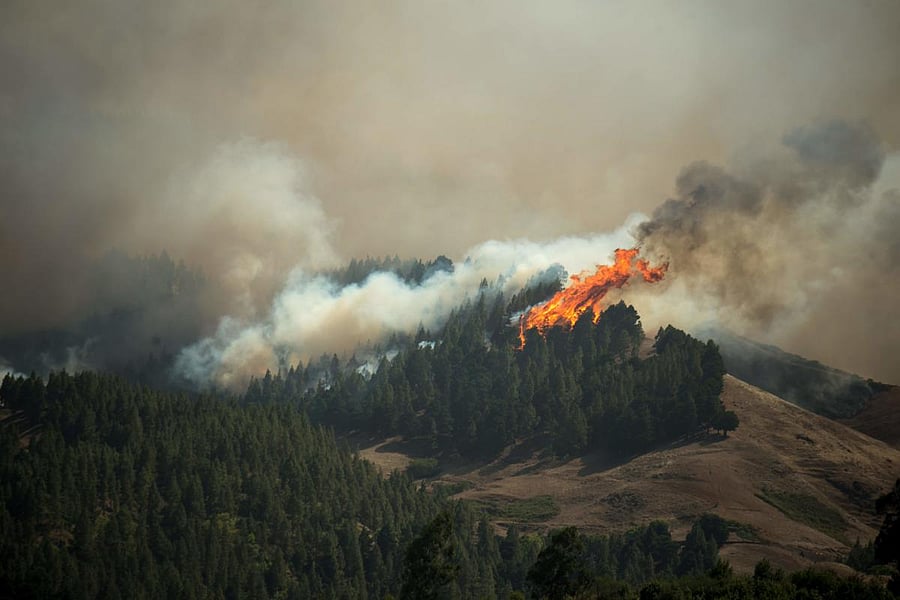 Flames rise from a forest fire raging in Montana Alta on the island of Gran Canaria on August 18, 2019. Authorities on the Spanish island of Gran Canaria evacuated residents as a forest fire broke out just days after another blaze raged in the same area. AFP