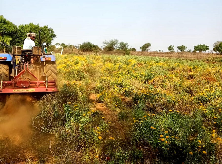 A farmer destroying galate flower plants cultivated at his farm in a village in Haveri taluk.