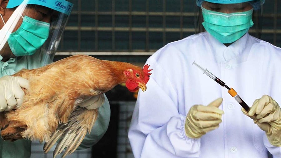 Bird Flu (DH Photo)
