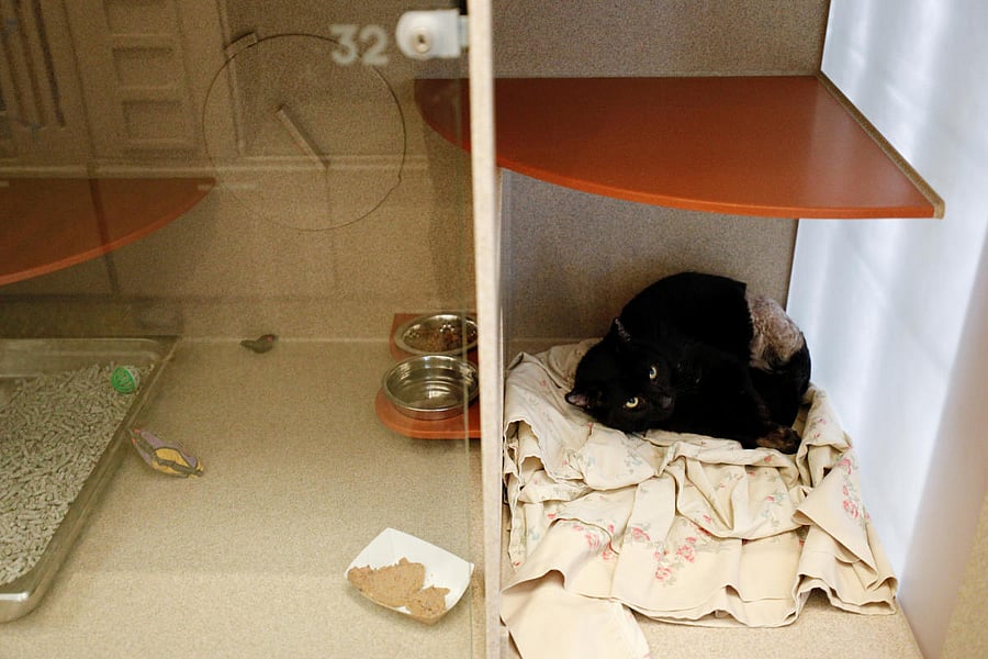 Gandor, a feline at the Humane Rescue Alliance animal shelter is placed in a bite quarantine location to rest, as animal fostering and adoptions increases due to the coronavirus disease. Reuters