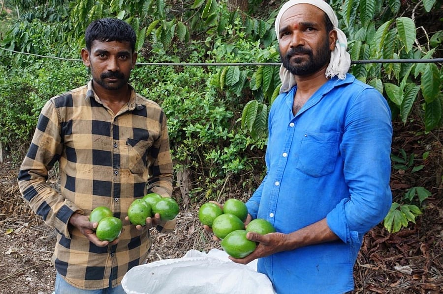 Growers collect butter fruits from trees.