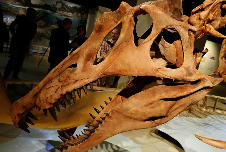  The head of a mounted skeletal cast of the Spinosaurus aegyptiacus, a 50-foot (15-meter) long, seven-ton African dinosaur that is the biggest dinosaur predator to ever walk the Earth is seen during a news conference at the National Geographic Society in Washington. (REUTERS Photo)