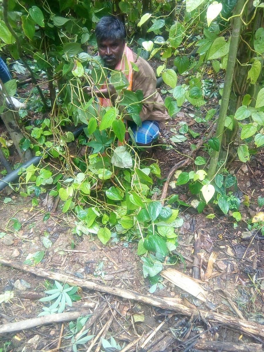 A farmer with vines of betel leaves at Udbur near Mysuru.