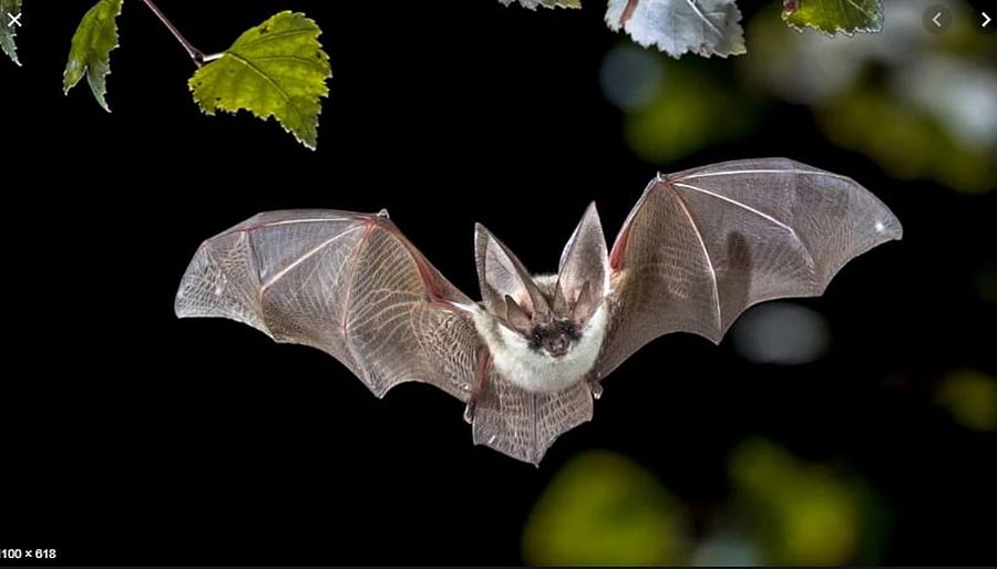 Photo for representation.