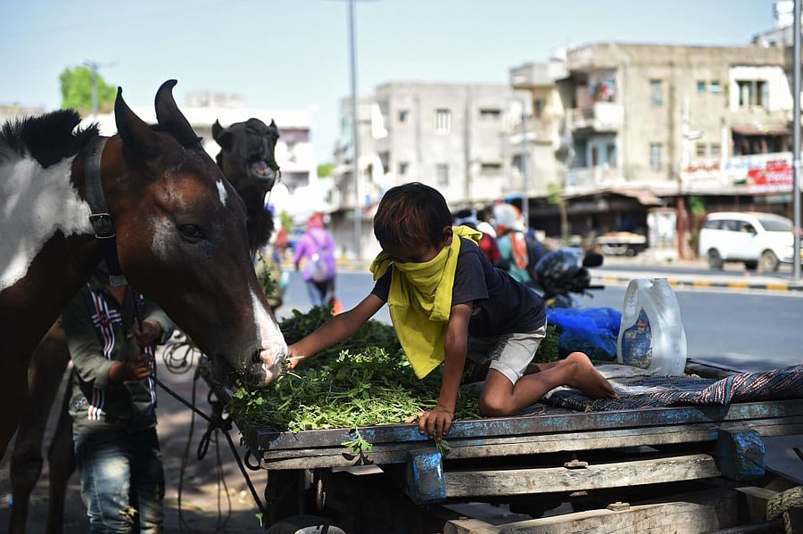A boy feeds his a horse in Ahmedabad on May 4, 2020. (Photo by SAM PANTHAKY / AFP)
