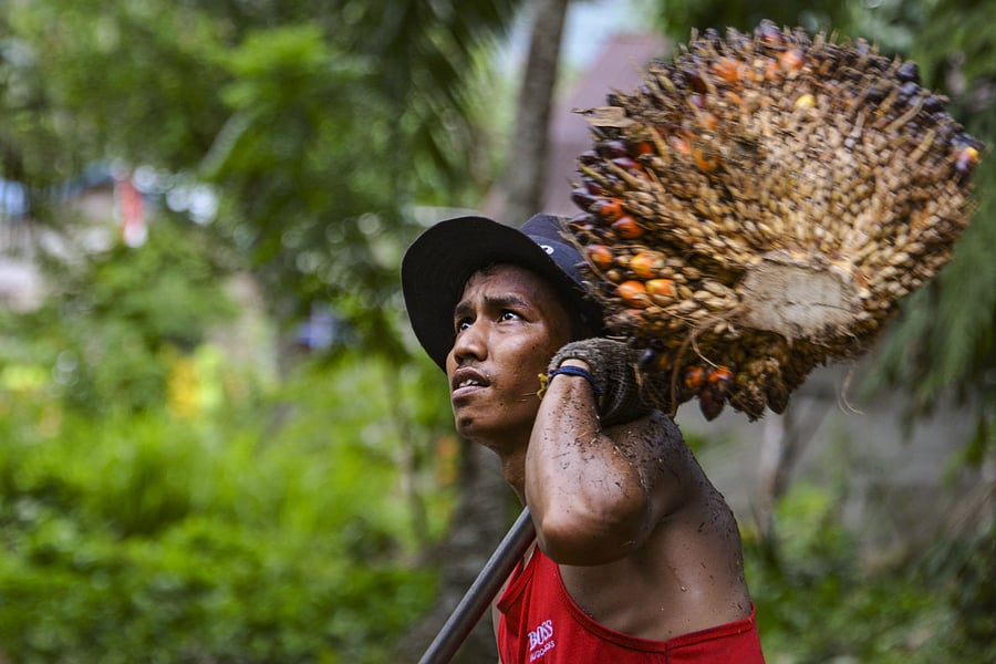 A worker loading palm oil fruits onto a truck at a plantation in the Nagan Raya district in Aceh province. (AFP Photo)