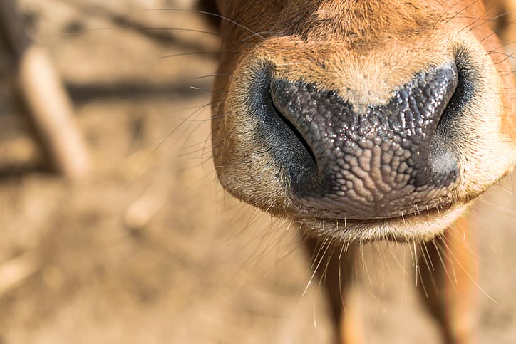 Milking 'home advantage' is commonplace in international cricket and India have never shied away.