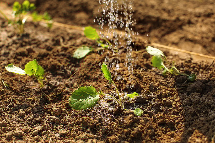 Representative image. (iStock Photo)