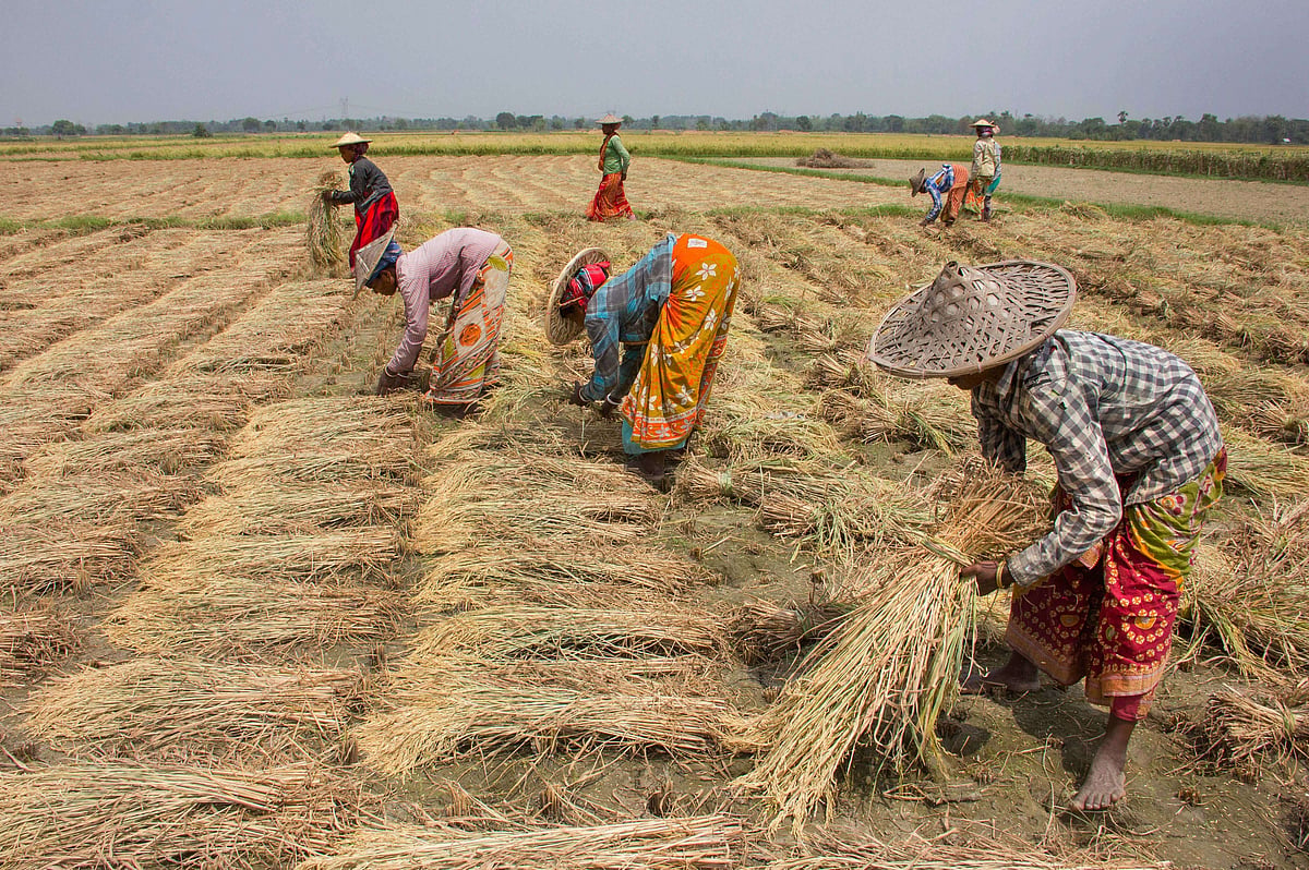Govt projects 4th consecutive year of record foodgrain output at 295.67 ...