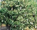 slim pickings A mango tree on Ramappas farm in Kolar district. DH PHOTO / CHOWDA REDDY