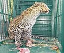One of the leopards that was translocated from Bellary. Photo/KS Abdul Samad
