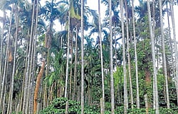 A view of arecanut and coffee estate in the Inam land.