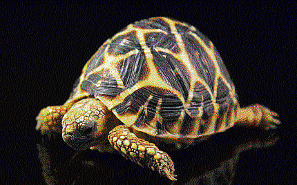 Pets that could land you in trouble
